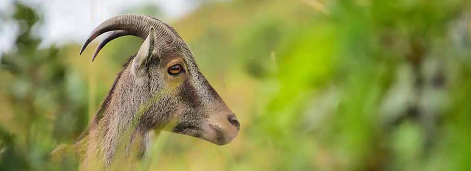 munnar