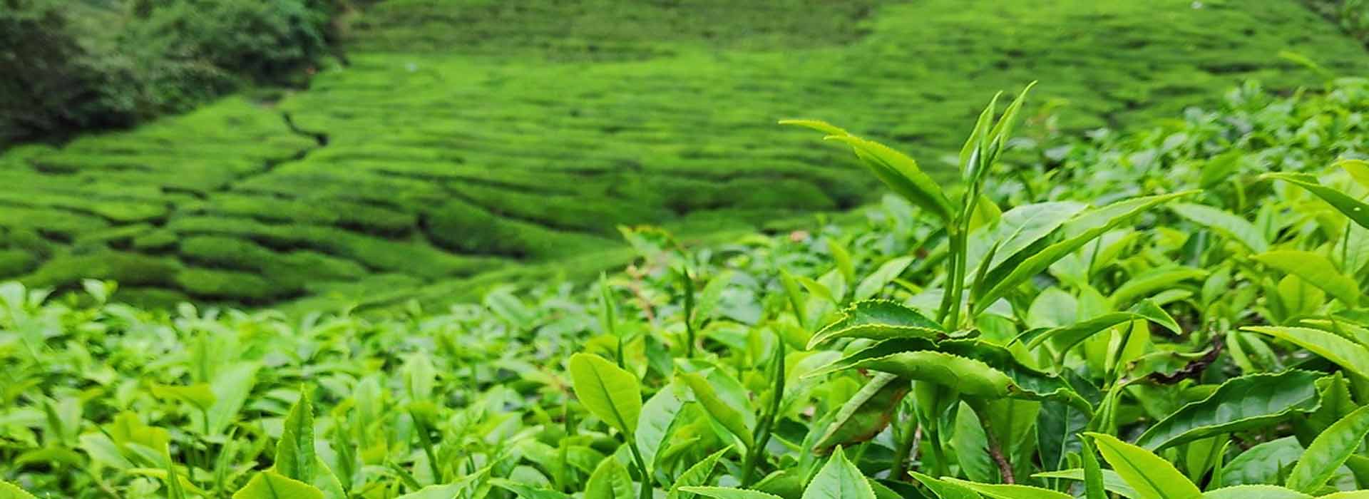 10 days holiday packages