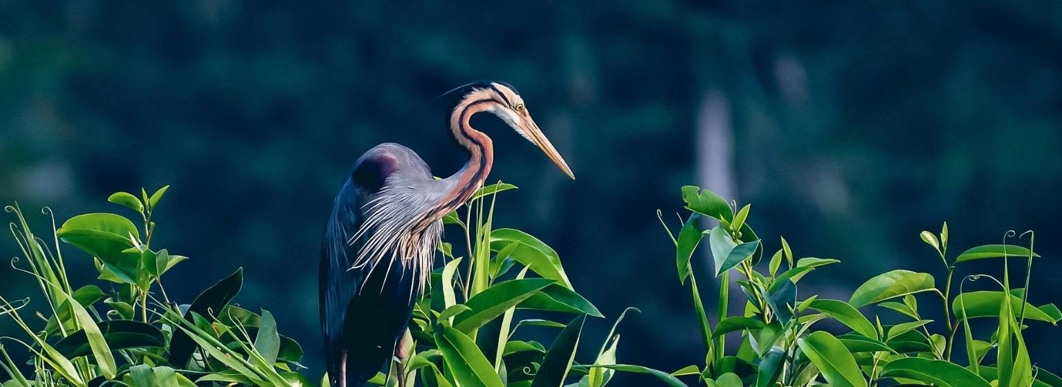 carousel Kumarakom 3
