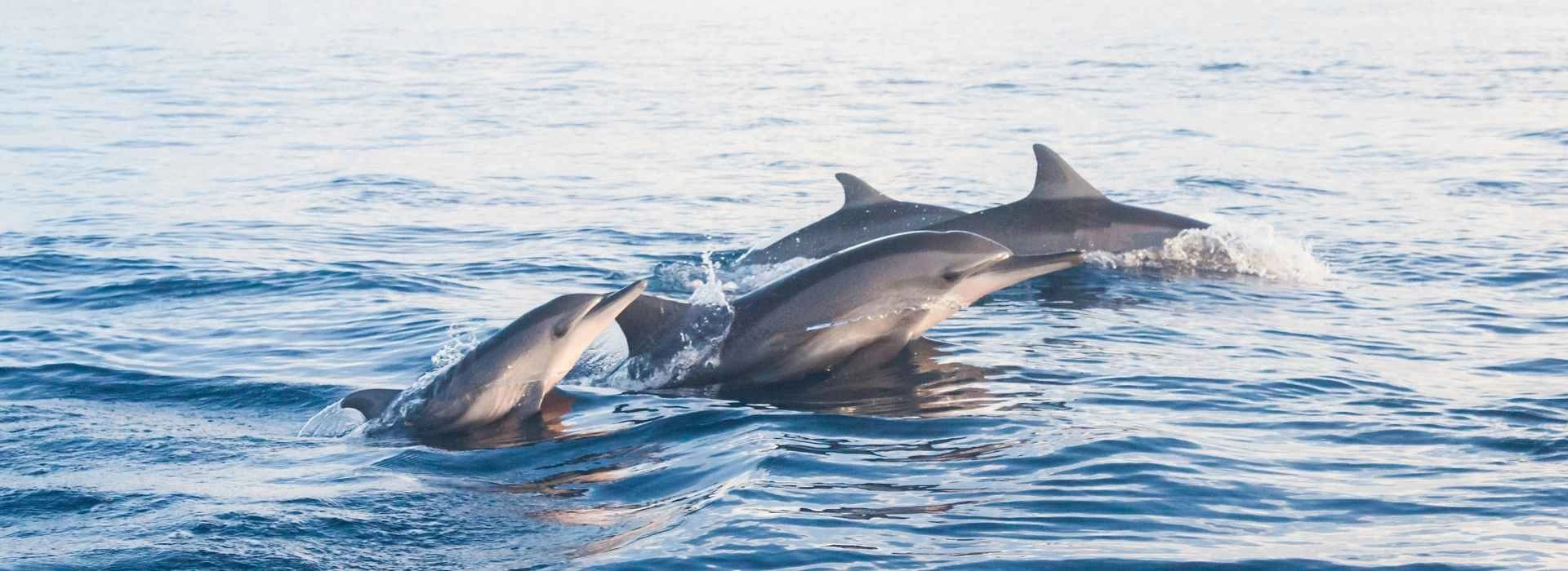 carousel Day 3 Half Day Beach Tour 1