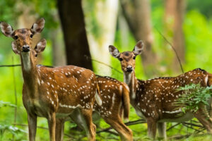 Muthanga Wildlife Sanctuary: The Real Reason to Visit Wayanad
