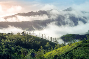Ultimate Guide to the Best Wildlife Experiences in Kerala During Winter