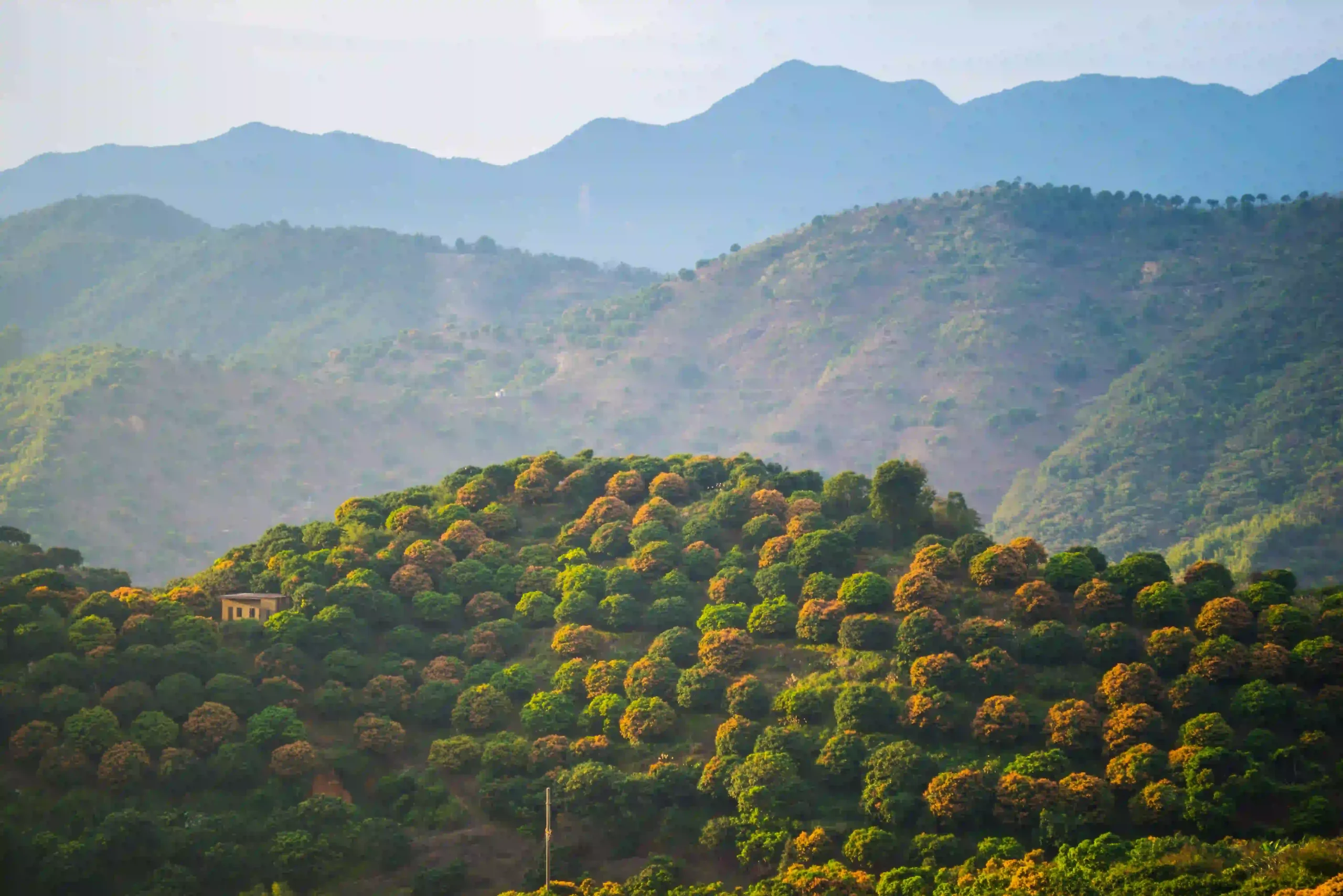landscape-with-flowering-fruit-trees