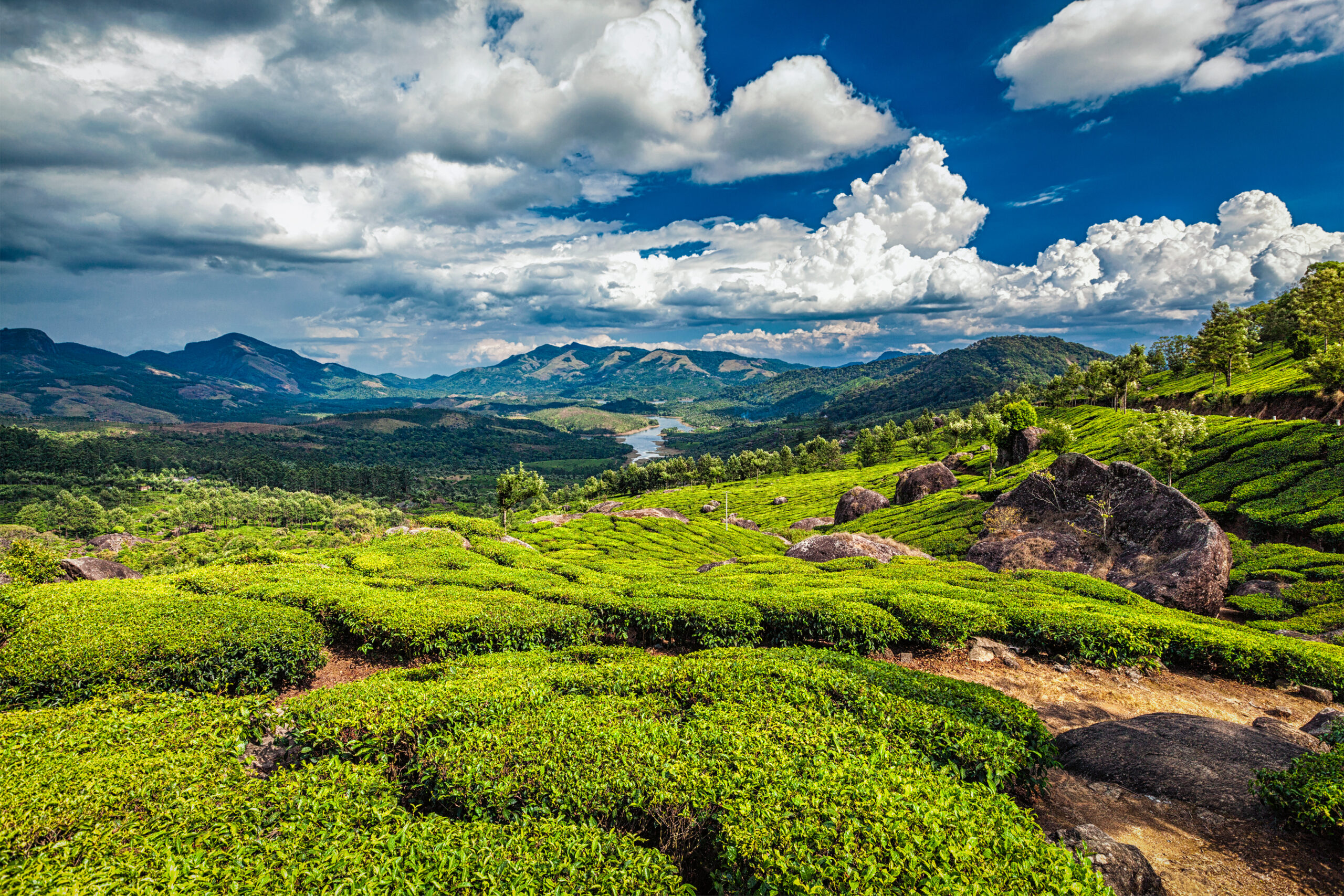 Tea plantations and Muthirappuzhayar River in hills near Munnar, Kerala, India