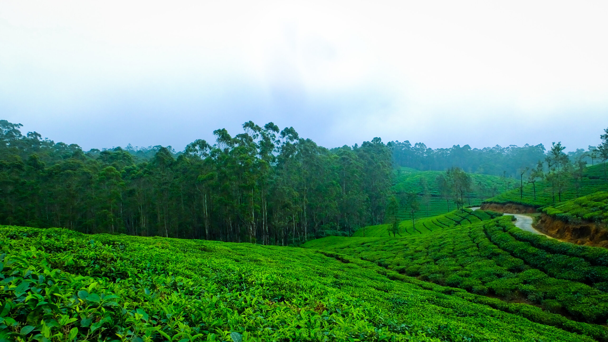 fog-nature-forest-woods-india (1)