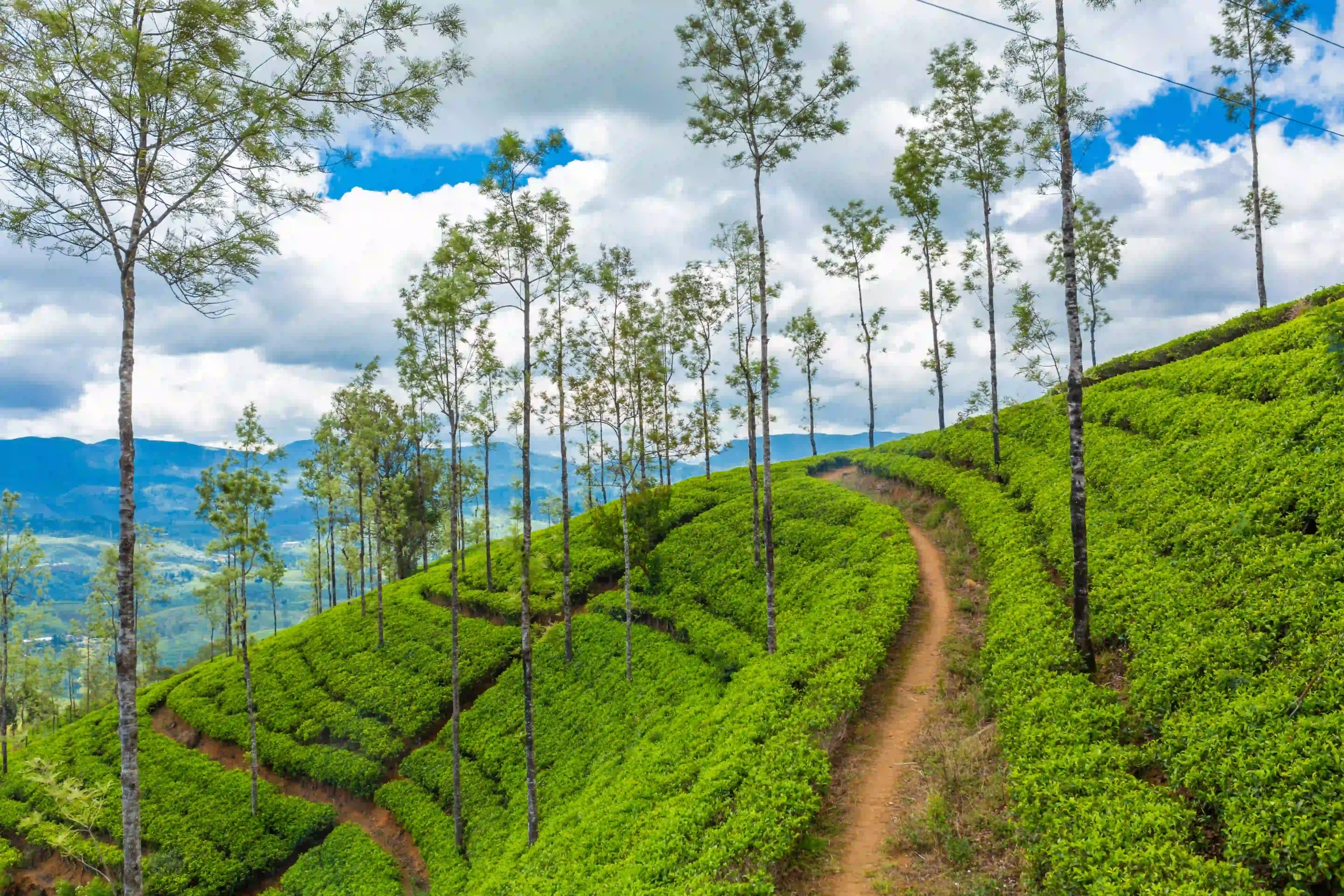 picturesque-natural-landscape-green-tea-plantations-highlands-growing-tea