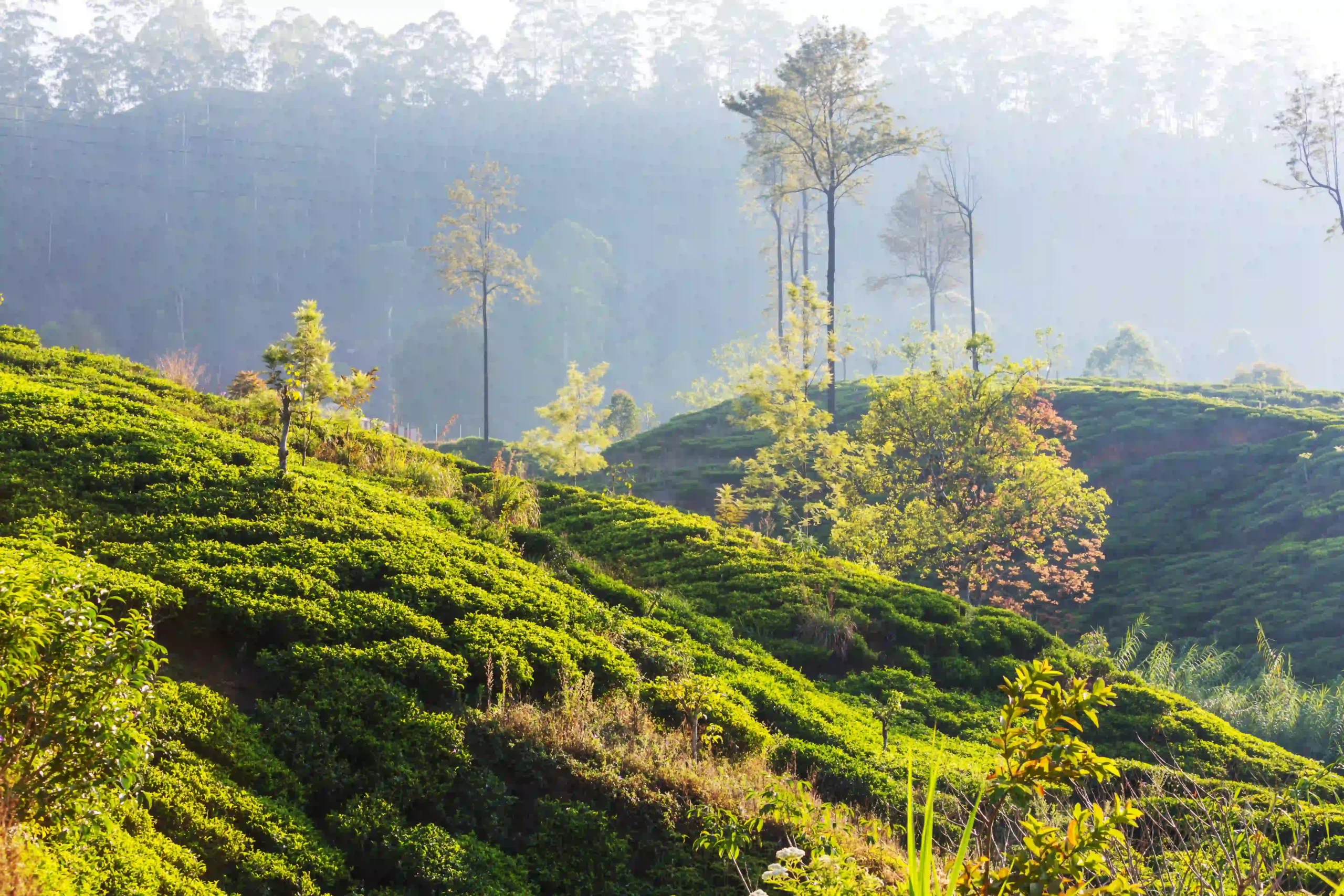 tea-plantation (1)